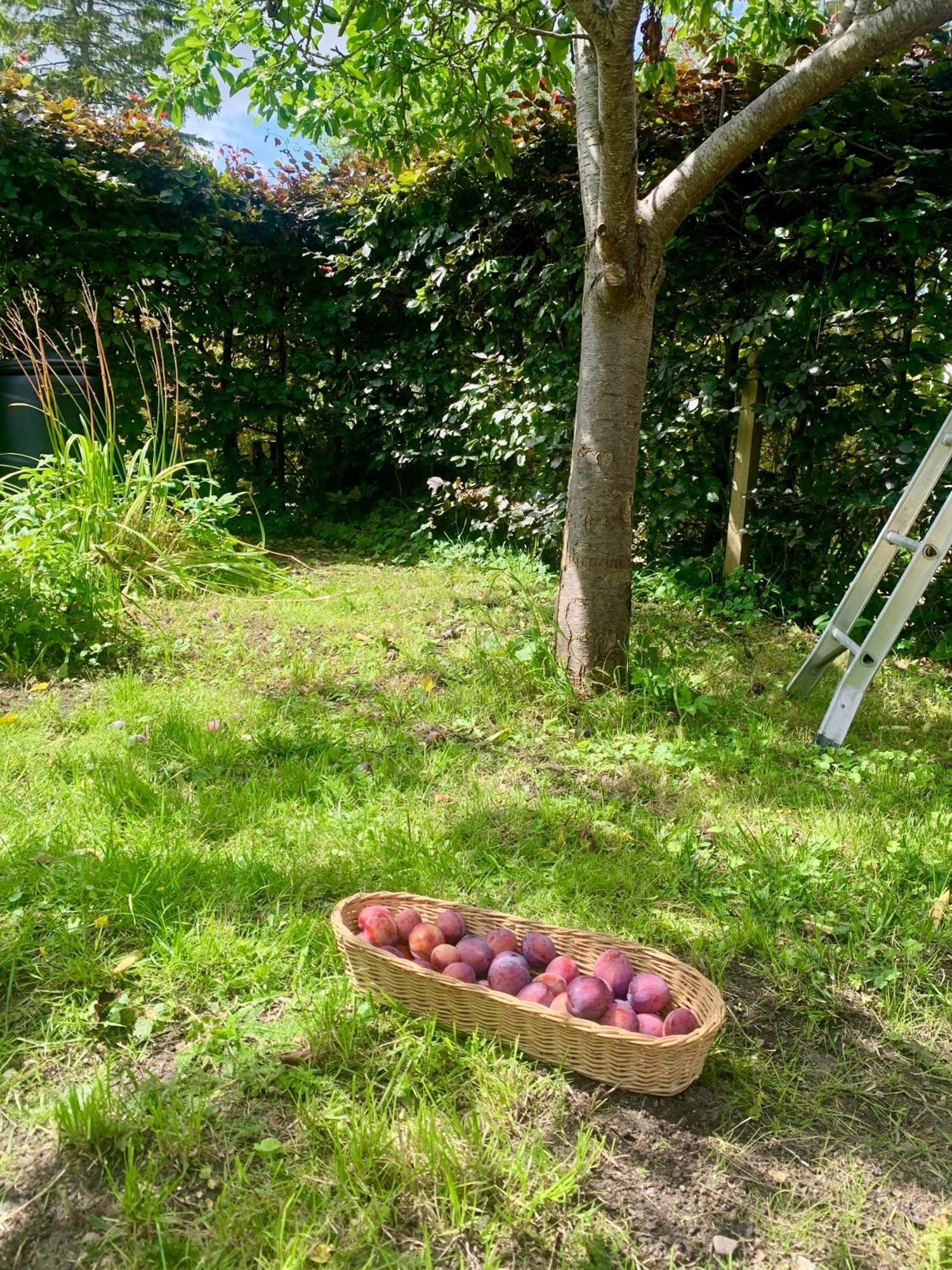 Вилла The Little Orchard Ватингтон Экстерьер фото